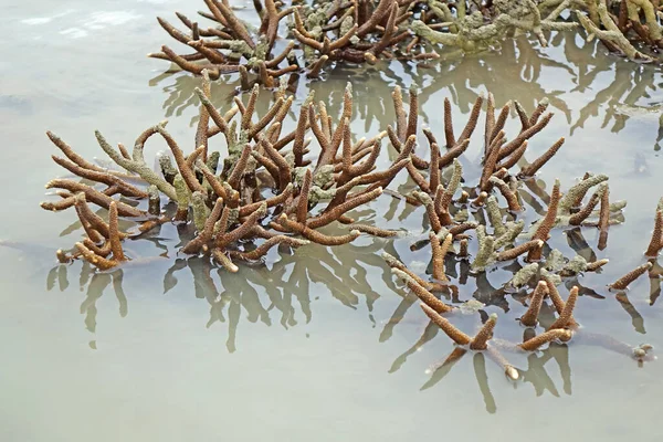 Campo Arrecife Coral Staghorn Arrecife Boreal Que Crece Largo Isla —  Fotos de Stock