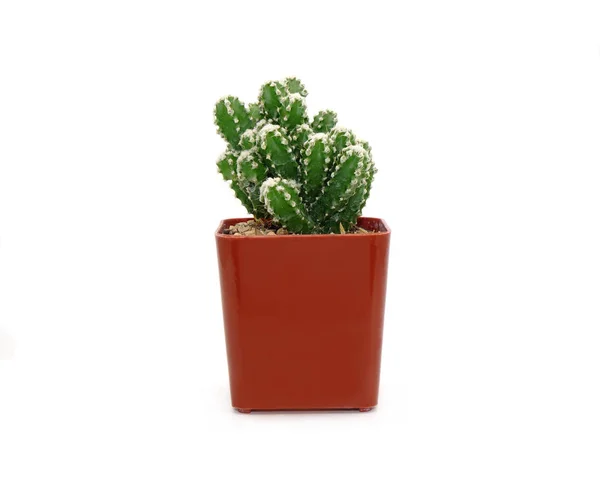 Kaktus Topf Isoliert Auf Weißem Hintergrund Topfpflanzen Zur Absorption Elektromagnetischer — Stockfoto