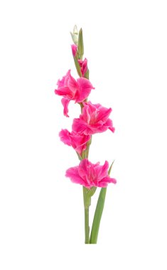 Gladiolus beyaz arka planda izole edildi. Gladiolus, Ağustos ayının çiçeğidir. Kırkıncı evlilik yıldönümü çiçekleri. Gladioli sergi için harika bir çiçek kesme yeri..