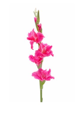Gladiolus beyaz arka planda izole edildi. Gladiolus, Ağustos ayının çiçeğidir. Kırkıncı evlilik yıldönümü çiçekleri. Gladioli sergi için harika bir çiçek kesme yeri..