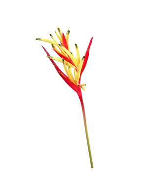 Beyaz arka planda izole edilmiş Heliconia çiçeği. Süslü çiçekler, Heliconia (Heliconia psittacorum) kesilmiş çiçekler için büyük bir sarmal.