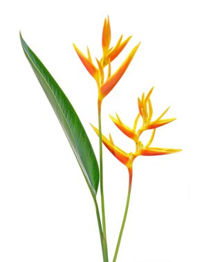 Beyaz arka planda izole edilmiş Heliconia çiçeği. Süslü çiçekler, Heliconia (Heliconia x nickeriensis) kesilmiş çiçekler için büyük bir sarmal, H.marginalia ve H. psittacorum arasında bir melez..