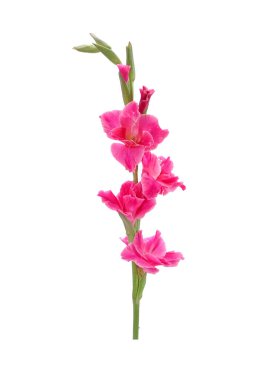 Gladiolus beyaz arka planda izole edildi. Gladiolus, Ağustos ayının çiçeğidir. Kırkıncı evlilik yıldönümü çiçekleri. Gladioli sergi için harika bir çiçek kesme yeri..