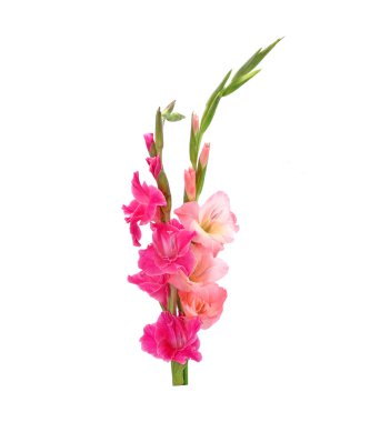 Gladiolus beyaz arka planda izole edildi. Gladiolus, Ağustos ayının çiçeğidir. Kırkıncı evlilik yıldönümü çiçekleri. Gladioli sergi için harika bir çiçek kesme yeri..