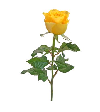 Sarı gül beyaz arkaplanda izole