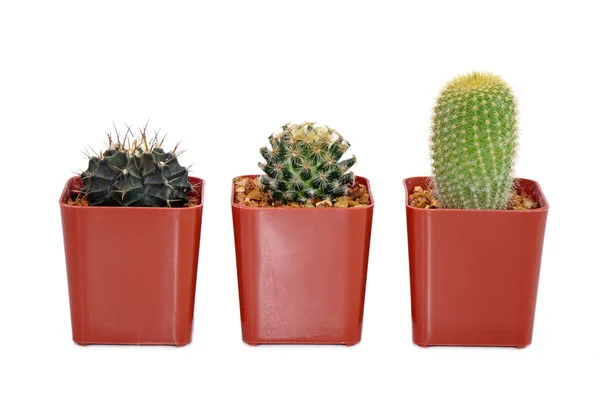 Set Cactus Vaso Isolato Fondo Bianco Piante Ornamentali Vaso Assorbire — Foto Stock