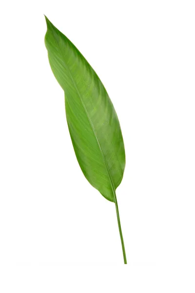 Grönt Blad Isolerad Vit Bakgrund Heliconia Leaf Tropiska Prydnadsväxter Vintergröna — Stockfoto