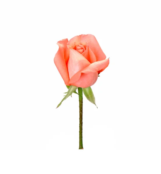Różowy Kwiat Róży Izolowane Białym Tle — Zdjęcie stockowe