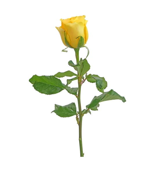 Żółta Róża Izolowana Białym Tle — Zdjęcie stockowe