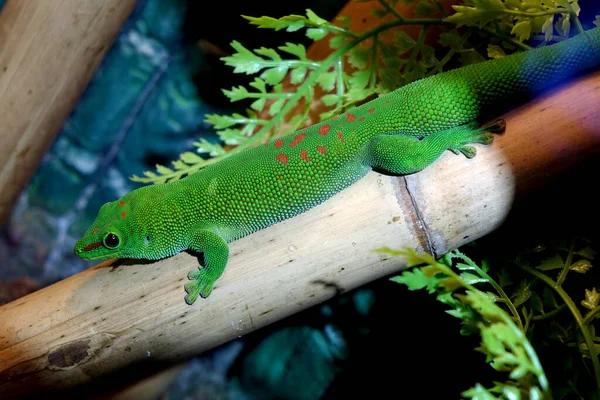 Ouro Dia Gecko Phelsuma Laticauda Dos Lagartos Mais Bonitos Mundo — Fotografia de Stock