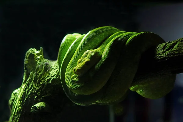 Emerald Green Tree Python Darkness Forest Selective Focus Blurred Background — Stock Photo, Image