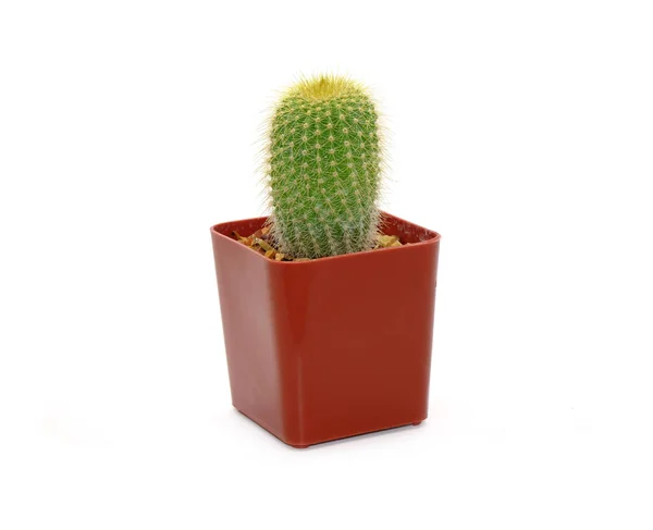 Cactus Vaso Isolato Fondo Bianco Piante Ornamentali Vaso Assorbire Radiazioni — Foto Stock