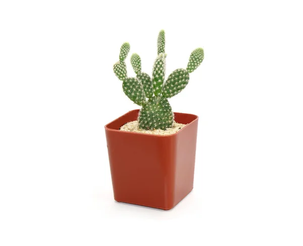 Cactus Vaso Isolato Fondo Bianco Piante Ornamentali Vaso Assorbire Radiazioni — Foto Stock