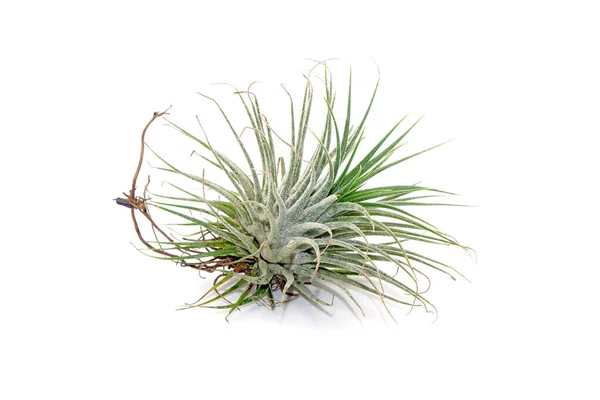 Tillandsia Ionantha Isolata Fondo Bianco Tillandsia Sono Piante Del Cielo — Foto Stock