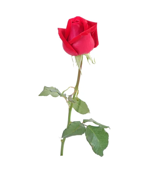 Czerwona Róża Kwiat Izolowany Białym Tle — Zdjęcie stockowe