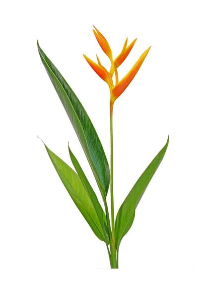 Fiore Heliconia Isolato Sfondo Bianco Fiori Ornamentali Heliconia Heliconia Nickeriensis — Foto Stock