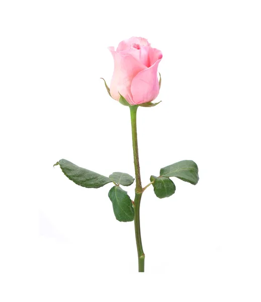 Rose Rose Fleur Isolée Sur Fond Blanc — Photo