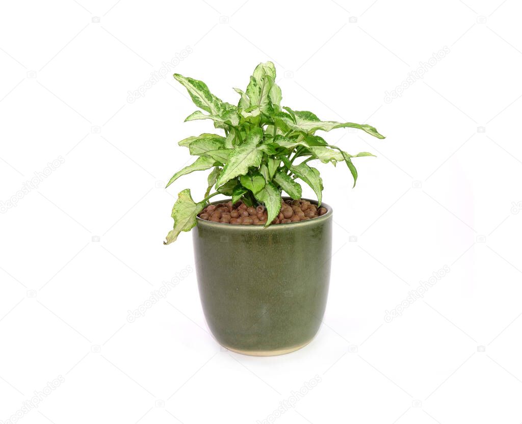 Arrowhead plant in Japanese clay pot Isolated on white background. Commonly cultivated as a houseplant. Common names include: arrowhead vine, arrowhead philodendron, goosefoot, African evergreen.