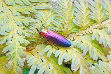 Jewel Beetle (Chrysochroa fulminans nishiyamai) Tavuskuşu eğreltiotu yaprağı (Seleginella willdenowii) seçici odak, bulanık yeşil doğa arka planı.