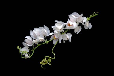 Meksika Sarmaşığı (Antigonon leptopusu), siyah arka planda izole edilmiş beyaz Meksikalı sarmaşık çiçekleri