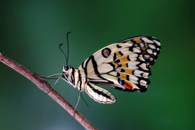 Limon Kelebeği (Papilio demoleus), Limon Kelebeği, Kelebeği, Kelebek Kelebeği, Kelebek Kelebeği, Kırlangıç ve Kırlangıç Kelebeği olarak bilinir. Seçici odak
