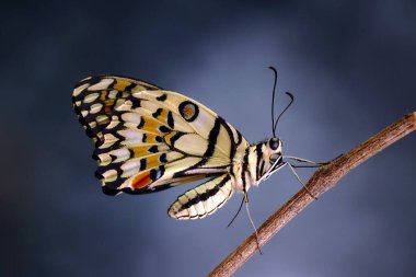 Limon Kelebeği (Papilio demoleus), Limon Kelebeği, Kelebeği, Kelebek Kelebeği, Kelebek Kelebeği, Kırlangıç ve Kırlangıç Kelebeği olarak bilinir. Seçici odak