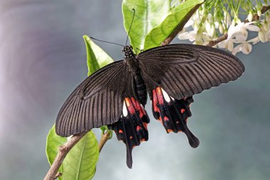 Genel Mormon Kelebeği (Papilio kirliliği) Seçici odak, bulanık doğa arka planı