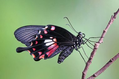 Genel Mormon Kelebeği (Papilio kirliliği) Seçici odak, bulanık doğa arka planı
