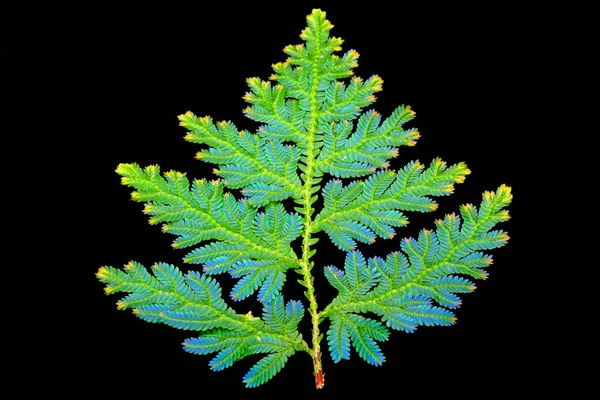 黒の背景に隔離された孔雀のシダ セラギネラ ウィルデンダウイ Selaginella Wildenowii 青い葉が虹色をしていることから ウィルデノウのスピケモス 英語版 やクジャクシダ 英語版 — ストック写真