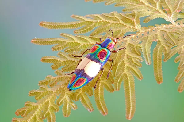 Rianbow Jewel Beetle Chrysochroa Fulgens Peacock Fern Leaf Seleginella Willdenowii — стокове фото