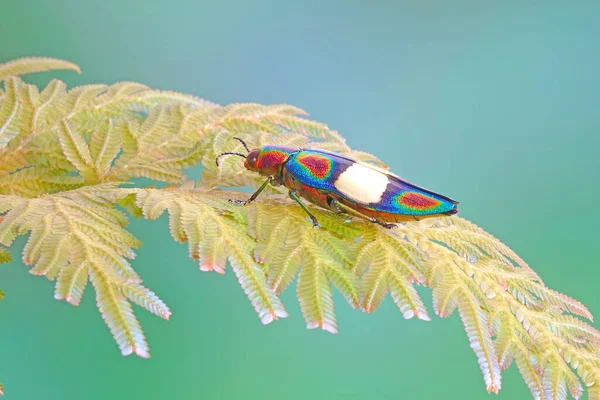 孔雀子蕨叶 Seleginella Denowii 的Rianbow Jewel Beetle Chrysochroa Fulgens — 图库照片