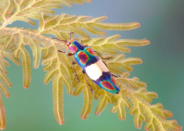 孔雀蕨叶上的Rianbow Jewel Beetle Chrysochroa Fulgens 有选择的焦点 模糊的绿色背景 — 图库照片
