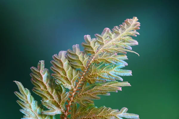 Fougère Paon Selaginella Willdenowii Est Une Espèce Épilobe Connue Sous — Photo