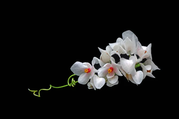 Mexican Creeper Antigonon Leptopus White Mexican Creeper Flowers Isolated Black — Stock Photo, Image