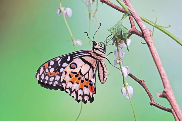 Mariposa Común Lima Papilio Demoleus Era Conocida Como Mariposa Limón —  Fotos de Stock