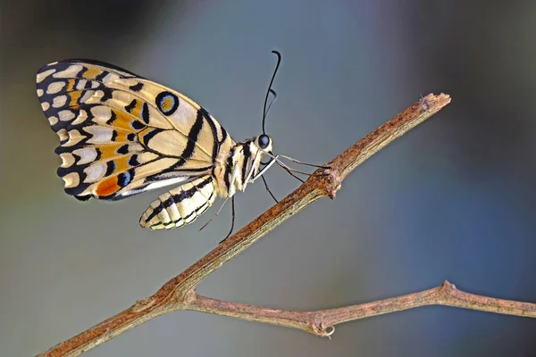 수있는 Papilio Demoleus 퀴스제비 꼬리로 알려져 선택적 — 스톡 사진
