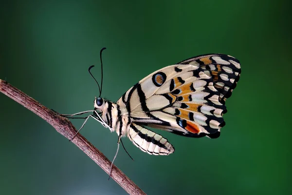 常见的蝴蝶 Papilio Demoleus 被称为莱蒙蝴蝶 Lemon Butterfly 莱姆燕尾蝶 Lime Swallowtail 小柑橘蝴蝶 — 图库照片
