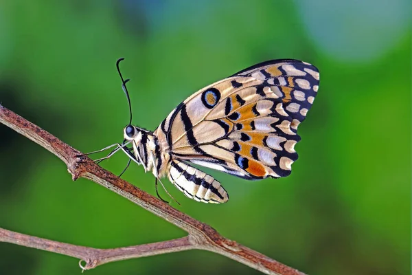 Common Lime Butterfly Papilio Demoleus Known Lemon Butterfly Lime Swallowtail — ストック写真