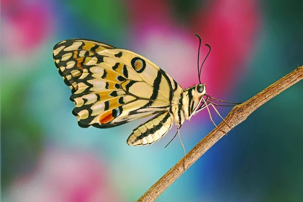 Common Lime Butterfly Papilio Demoleus Known Lemon Butterfly Lime Swallowtail — Stock Photo, Image