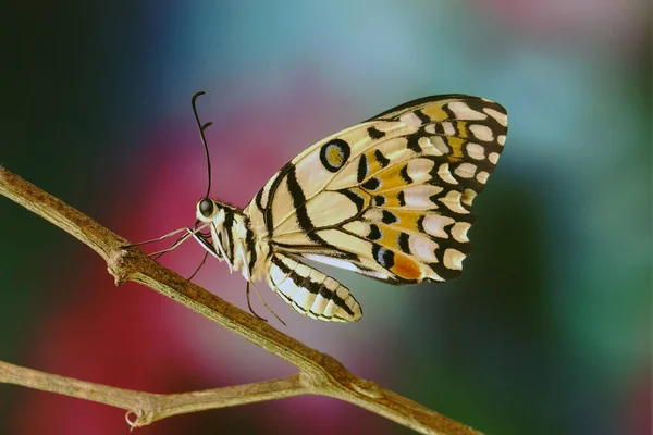 Gewone Limoenvlinder Papilio Demoleus Stond Bekend Als Citroenvlinder Limoenzwaluwstaart Kleine — Stockfoto