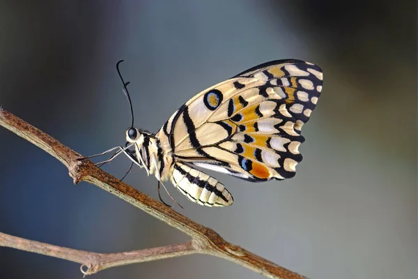 Common Lime Butterfly Papilio Demoleus Известна Lemon Butterfly Lime Swallowtail — стоковое фото