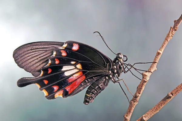 一般的なモルモン蝶 Papilio Polutes 選択的焦点 ぼやけた自然背景 — ストック写真