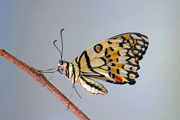 Den Vanliga Limefjärilen Papilio Demoleus Var Känd Som Lemon Fjäril — Stockfoto