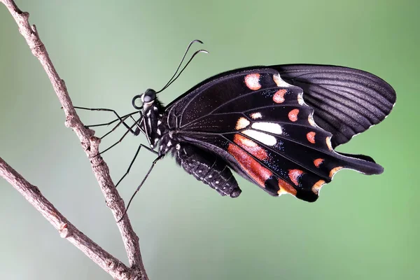 Papillon Commun Mormon Papilio Pollues Femelle Mise Point Sélective Fond — Photo