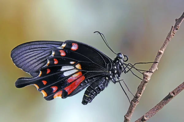 Common Mormon Butterfly Papilio Pollutes Female Selective Focus Blurred Nature — Stock Photo, Image