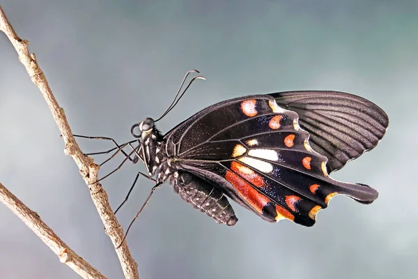 Motyl Mormoński Zanieczyszczenia Papilio Kobieta Skupienie Selektywne Niewyraźne Tło Natury — Zdjęcie stockowe