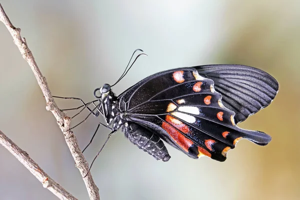 Papillon Commun Mormon Papilio Pollues Femelle Mise Point Sélective Fond — Photo