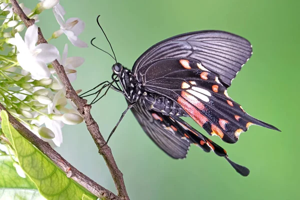 Mariposa Común Mormona Papilio Contamina Femenino Enfoque Selectivo Fondo Naturaleza —  Fotos de Stock