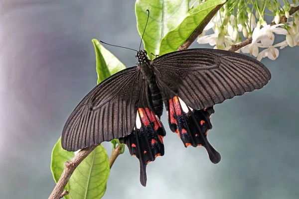 Mariposa Común Mormona Papilio Contamina Femenino Enfoque Selectivo Fondo Naturaleza —  Fotos de Stock