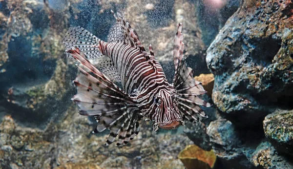 Lvice Pterois Bohatá Jedovaté Mořské Ryby Běžně Známé Jako Lvice — Stock fotografie